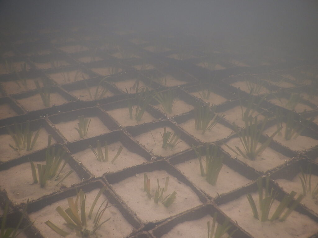 Growing eelgrass