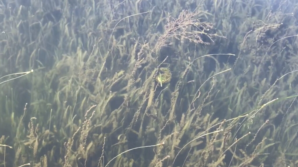 Flowering eelgrass