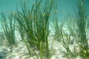 eelgrass