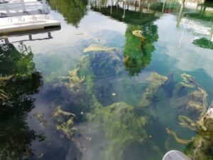 lyngbya algae blooms in a canal clogging spring