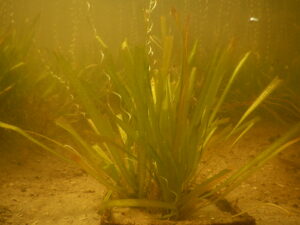 eelgrass flower oxygen