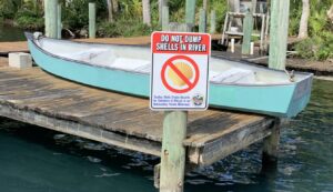 Homosassa River Scallop shells life