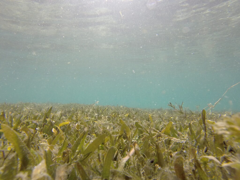 eelgrass meadow