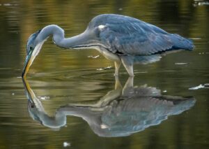 Heron hunting