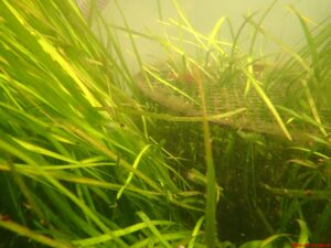 eelgrass exclusion cage