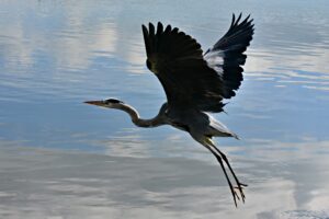 Heron in flight