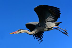 Heron in flight