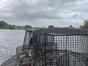 cages, herbivory, exclusion