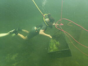 diver, grass, sea grass