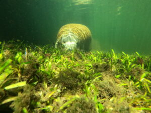 manatee, seagrass, Homosassa River