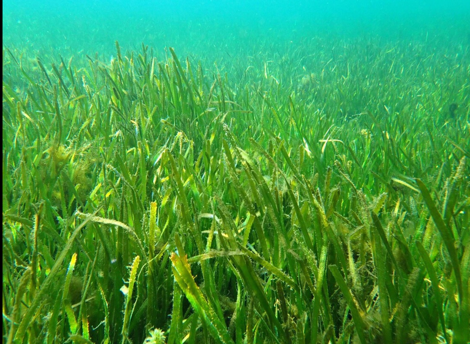 Farming Restoration Eelgrass - Homosassa River Restoration Project