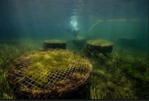 SAvGro, herbivory exclusion cage, seagrass restoration